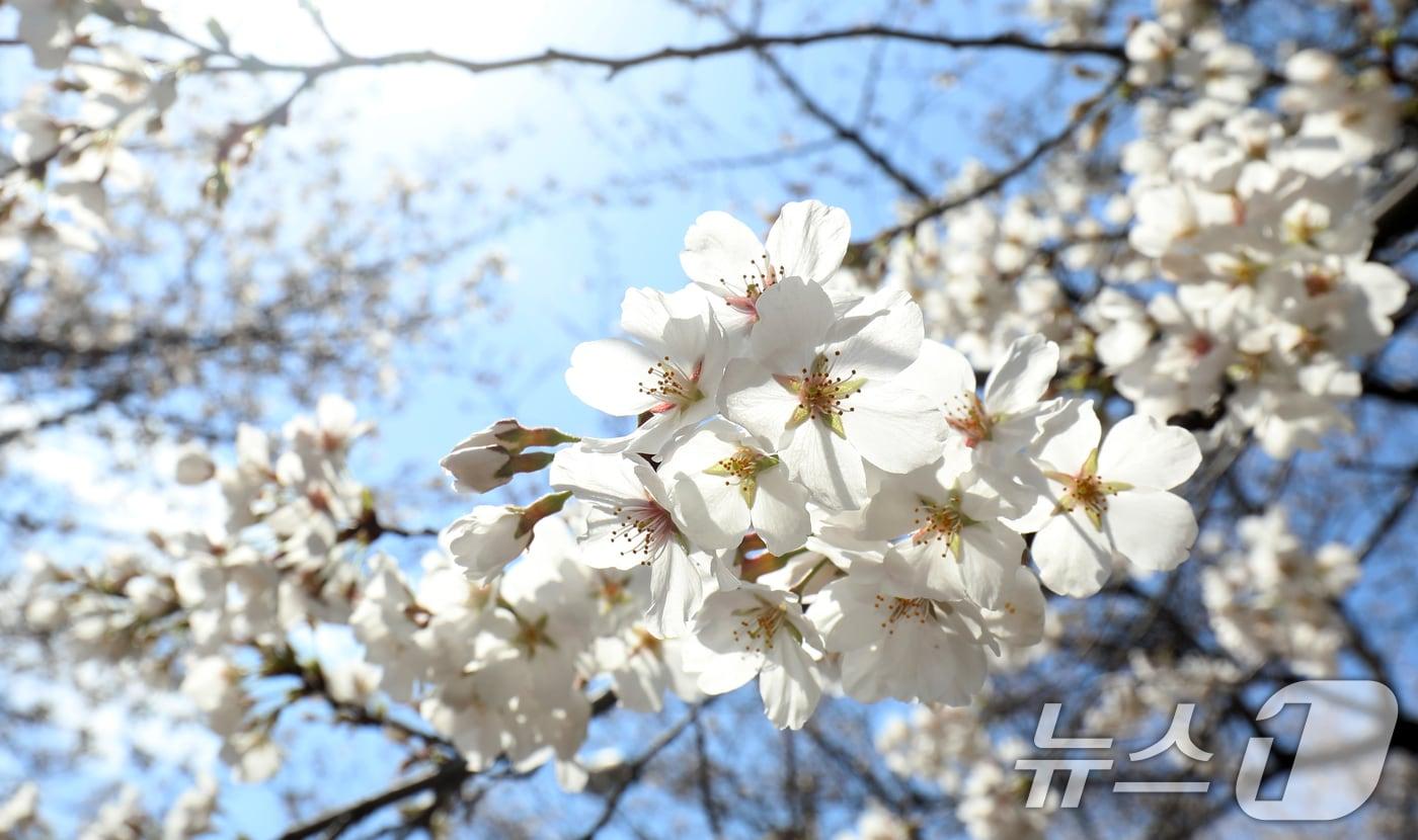 꽃샘추위가 이어지고 있는 30일 전북자치도 전주시 조경단로 일원에 벚꽃이 활짝 피어 있다. 2025.3.30/뉴스1 ⓒ News1 유경석 기자