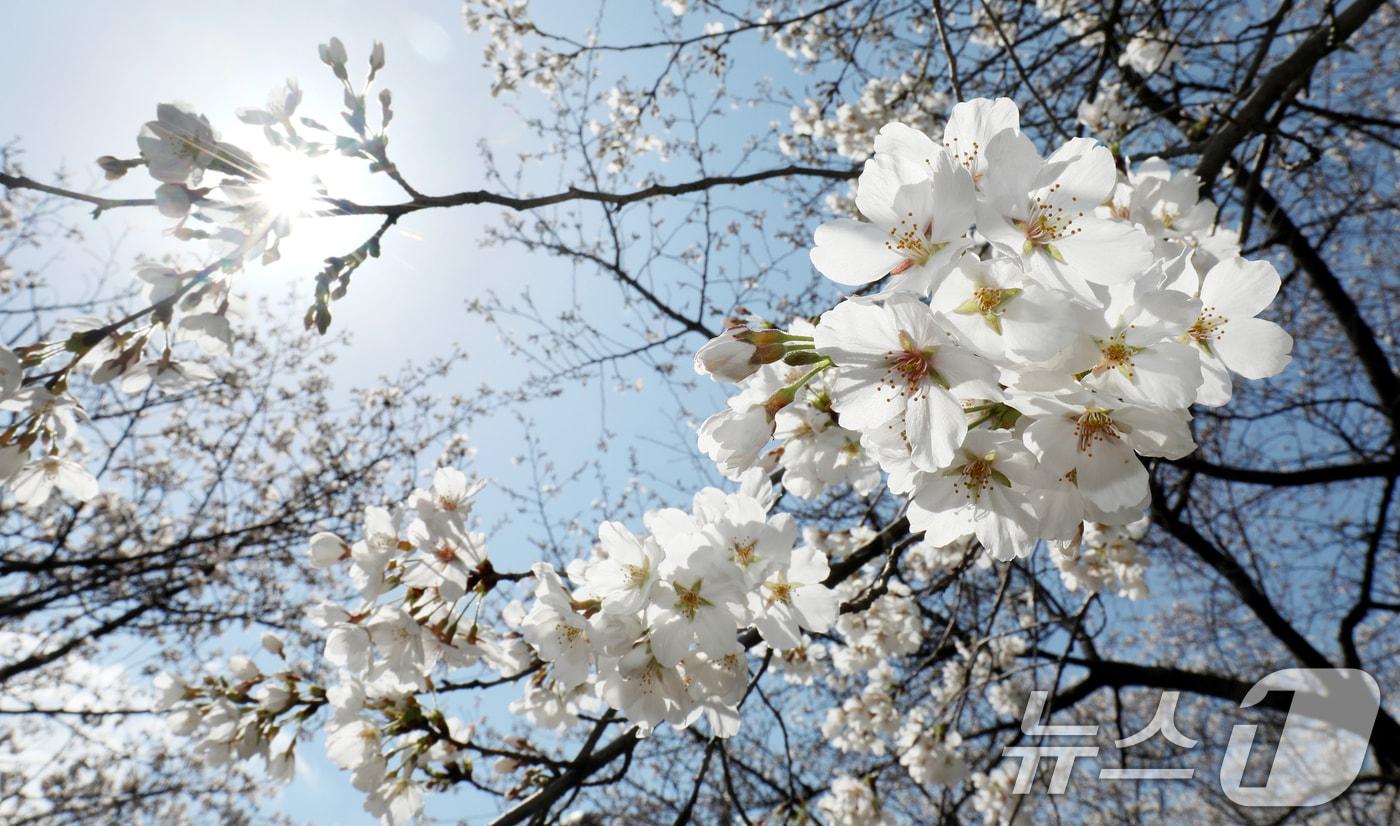 꽃샘추위가 이어지고 있는 30일 전북자치도 전주시 조경단로 일원에 벚꽃이 활짝 피어 있다. 2025.3.30/뉴스1 ⓒ News1 유경석 기자