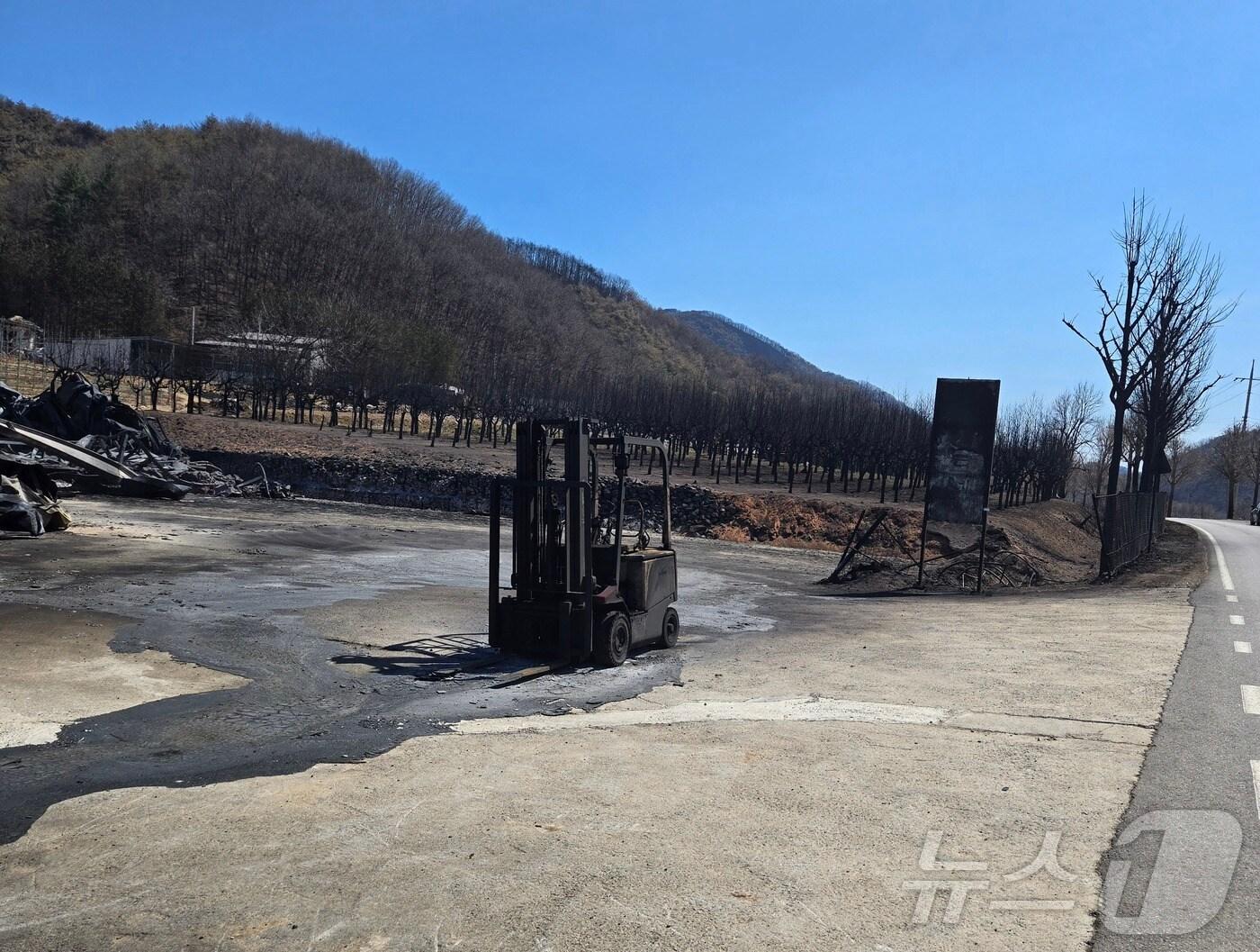 본문 이미지 - 경북 안동시 길안면 구수리의 한 과수원에 사과나무와 지게차가 검게 그을린 채 서 있다.(재판매 및 DB 금지) 2025.3.30/뉴스1 ⓒ News1 김종엽 기자