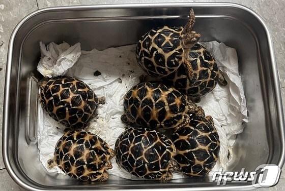 본문 이미지 - 지난 2022년 9월 인천세관에서 적발한 불법 밀수 인도별거북(국제적멸종위기Ⅰ급). 현재 국립생태원이 보호하고 있다.(한강청 제공)