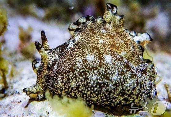 본문 이미지 - 군소(해양수산부 제공)