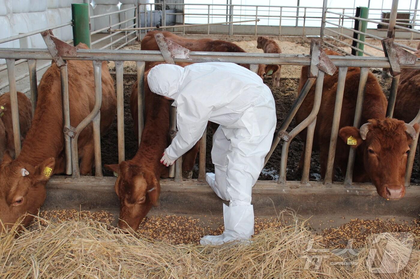 전북자치도가 4월 한달간 도내 45만2000마리 소를 대상으로 한 럼피스킨 백신 접종을 실시한다.&#40;전북자치도 제공. 재판매 및 DB금지&#41;/뉴스1 
