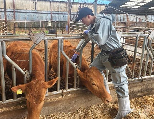 본문 이미지 - 럼피스킨 접종&#40;충북도 제공. 재판매 및 DB금지&#41;