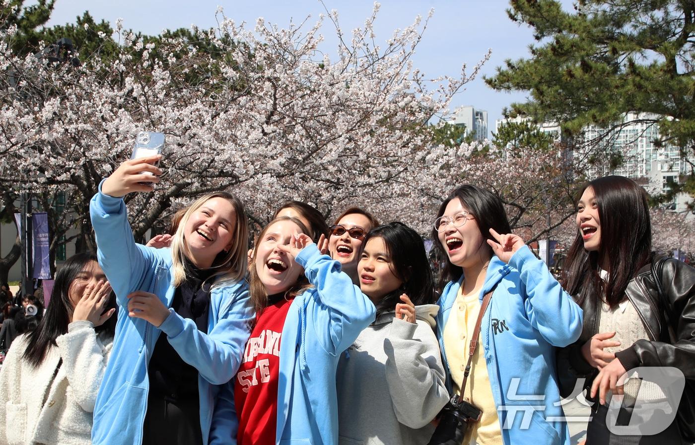 31일 오후 부산 남구 국립부경대학교 대연캠퍼스에서 열린 벚꽃 축제 '핑크캠퍼스'를 찾은 외국인 유학생들이 벚꽃을 배경으로 셀카를 찍고 있다. 2025.3.31/뉴스1 ⓒ News1 윤일지 기자