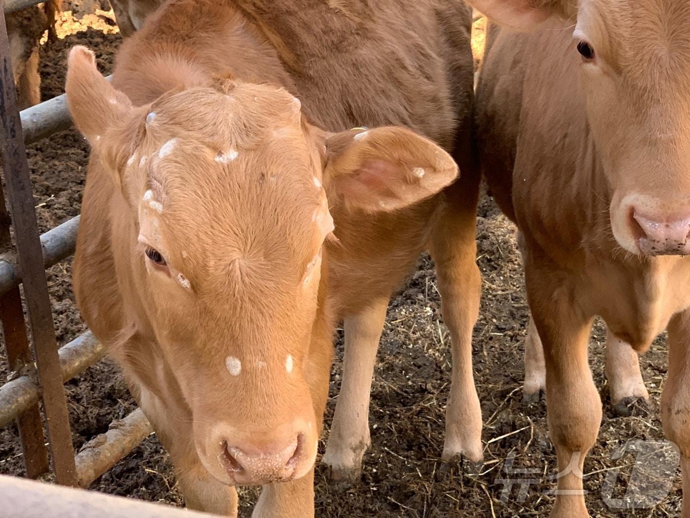 본문 이미지 - 농진청은 국립수산과학원과 공동 연구를 통해 수산 생물에서 소 버짐병 치료에 효과적인 신규 항곰팡이 물질을 확인, 기술 이전을 완료했다고 31일 밝혔다. 사진은 소 버짐병 걸린 소(농진청 제공. 재판매 및 DB금지)2025.3.31/뉴스