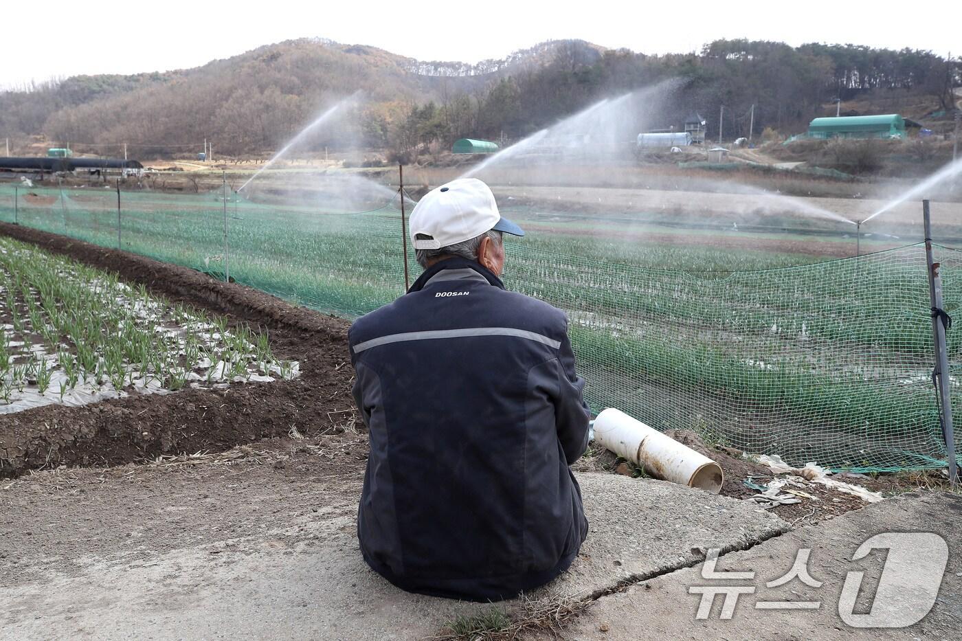 31일 오후 경북 의성군 안평면 석탑리 한 마늘밭에서 고령의 농부가 산불로 며칠째 돌보지 못했던 밭에 스프링클러를 작동시켜 시원한 물줄기를 바라보고 있다. 2025.3.31/뉴스1 ⓒ News1 공정식 기자