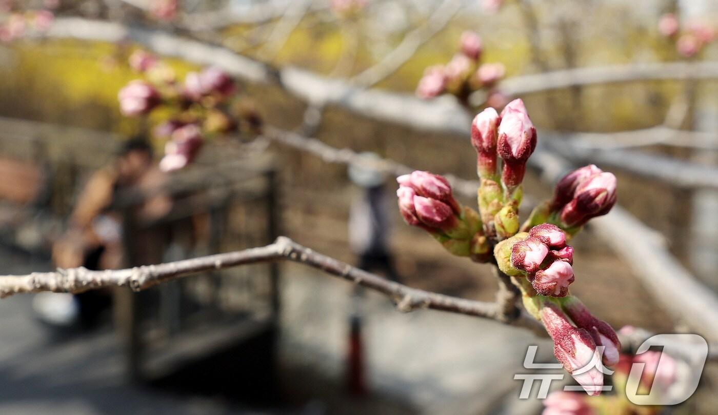 벚꽃 꽃망울이 개화 준비를 하고 있다. (자료사진)  ⓒ News1 박지혜 기자