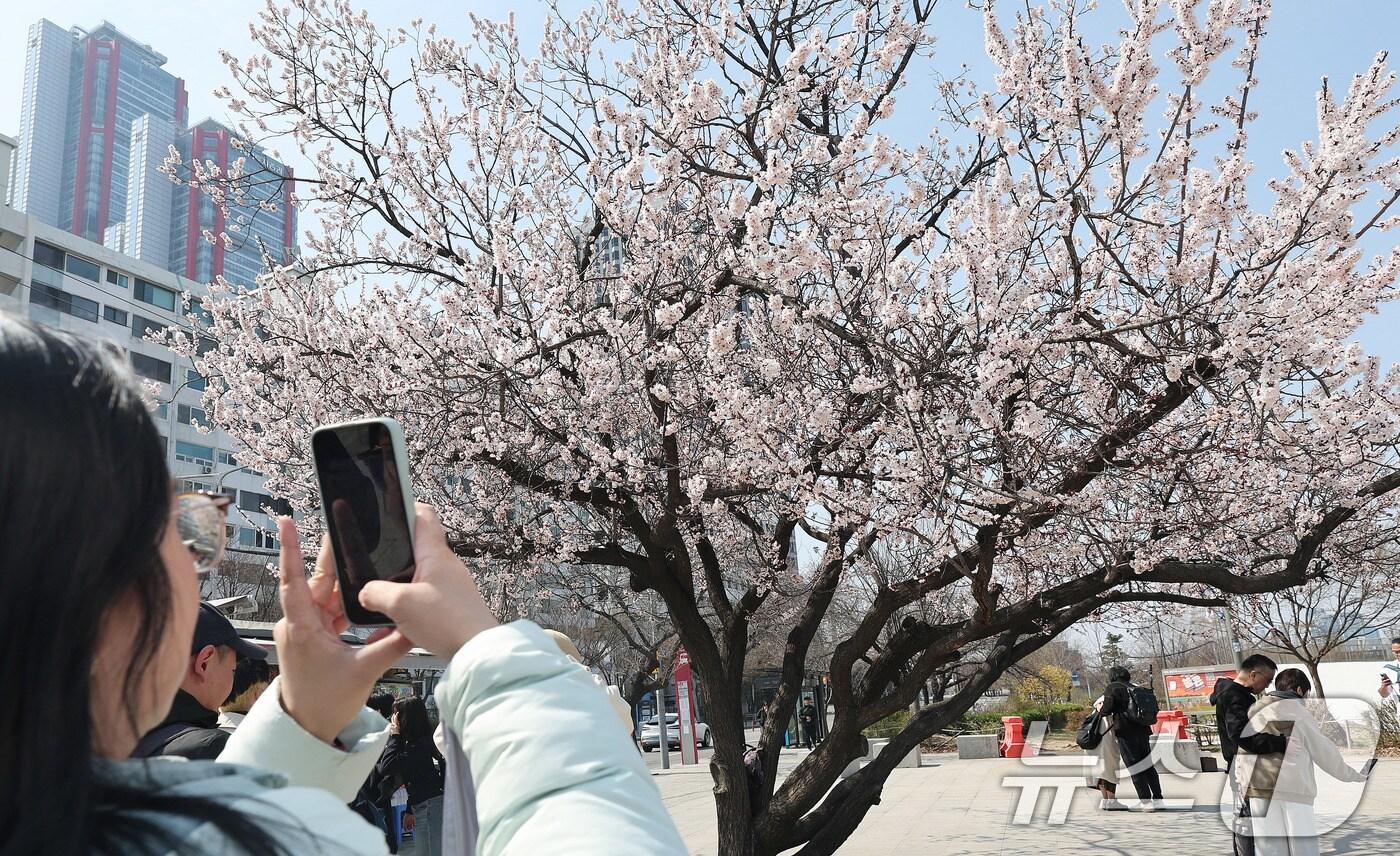31일 서울 여의도 한강공원 입구에서 외국인 관광객들이 활짝핀 살구꽃을 바라보며 추억을 남기고 있다. 2025.3.31/뉴스1 ⓒ News1 박지혜 기자