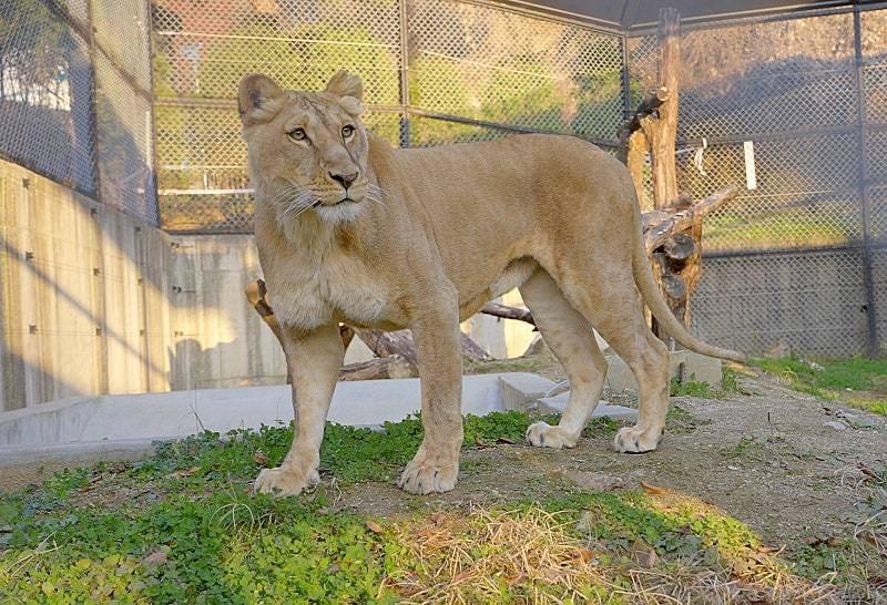 본문 이미지 - 갈비사자 바람이 딸 구름이(청주시 제공. 재판매 및 DB금지)