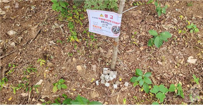 본문 이미지 -  미끼 예방약 살포모습. &#40;서울시 제공&#41; 