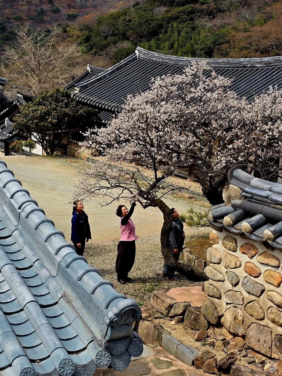 본문 이미지 - 해남 대흥사 대흥매 개화 (해남군 제공. 재판매 및 DB금지) /뉴스1 ⓒ News1 김태성 기자