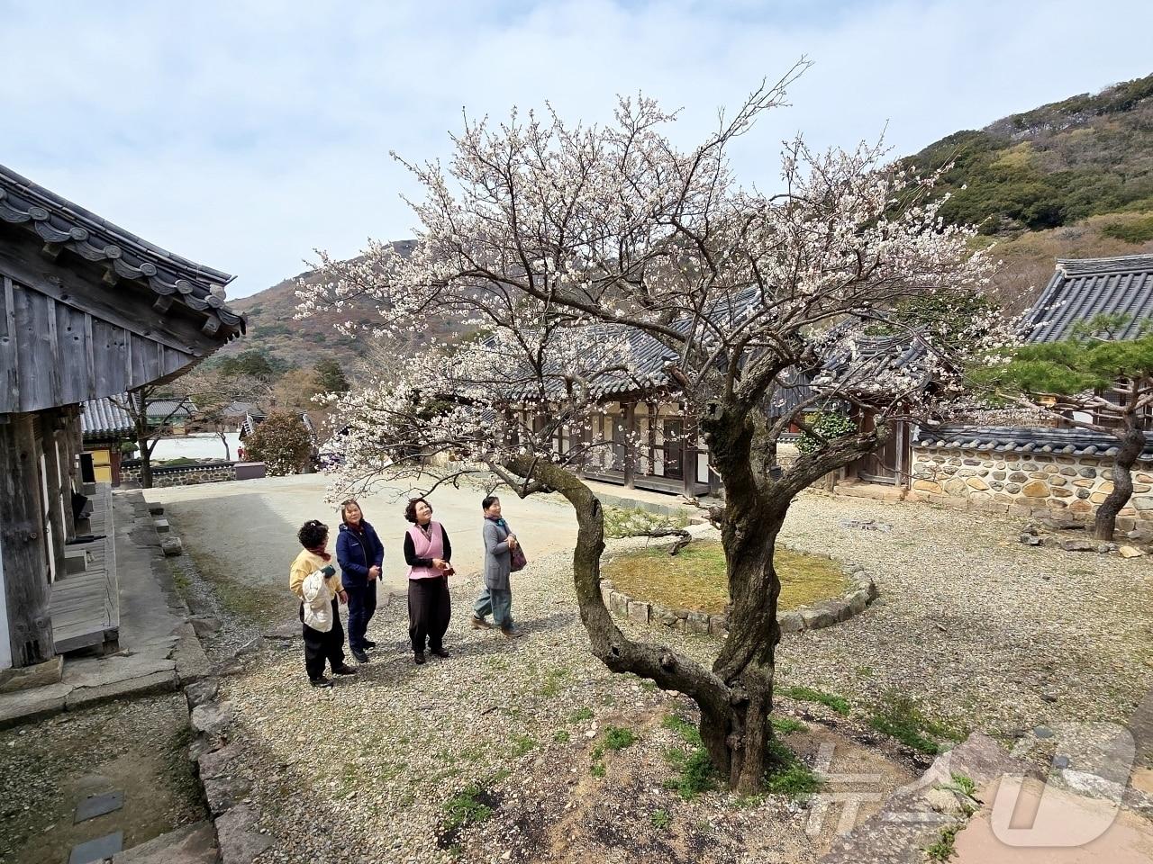 본문 이미지 - 해남 대흥사 대흥매 개화 (해남군 제공. 재판매 및 DB금지) /뉴스1 2025.3.31/뉴스1