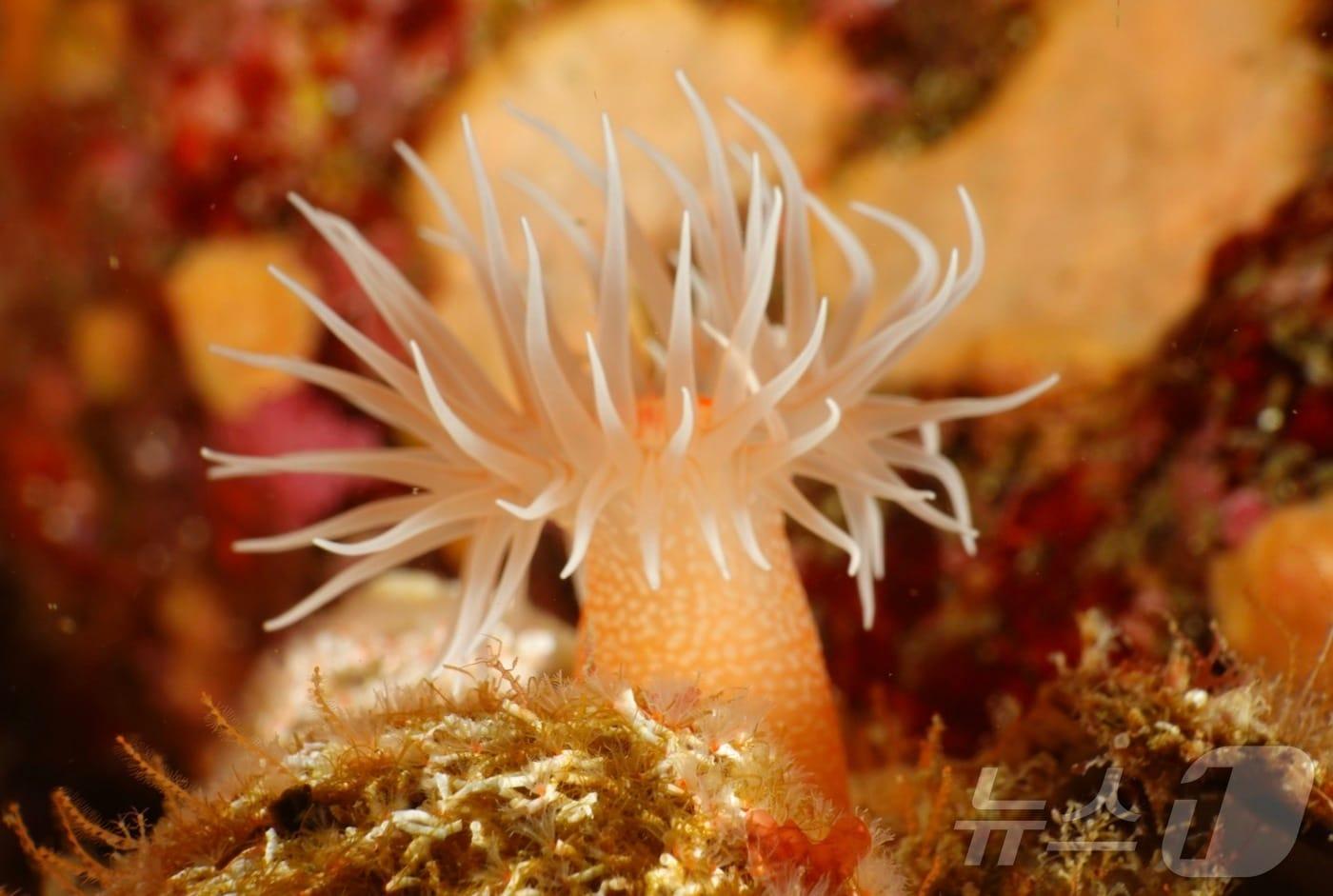 별란말미잘(환경부 제공) ⓒ 뉴스1