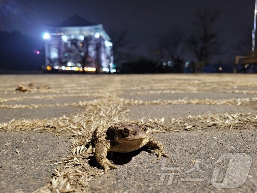 본문 이미지 - 대구 수성구 욱수산에서 망월지로 이동하고 있는 성체 두꺼비.(대구 수성구 제공.재판매 및 DB 금지)