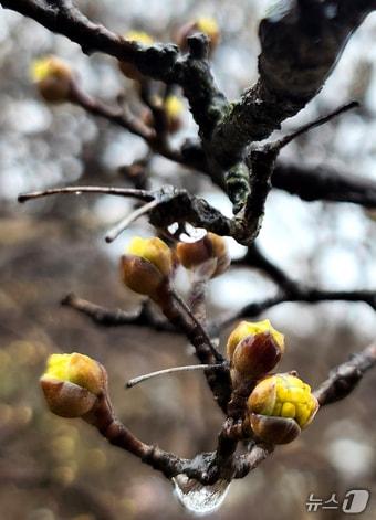 본문 이미지 - 전북자치도 전주시 전주향교에서 노란 산수유가 봄비를 머금고 꽃망울을 터뜨리고 있다. 2025.3.4 ⓒ 뉴스1 유경석 기자
