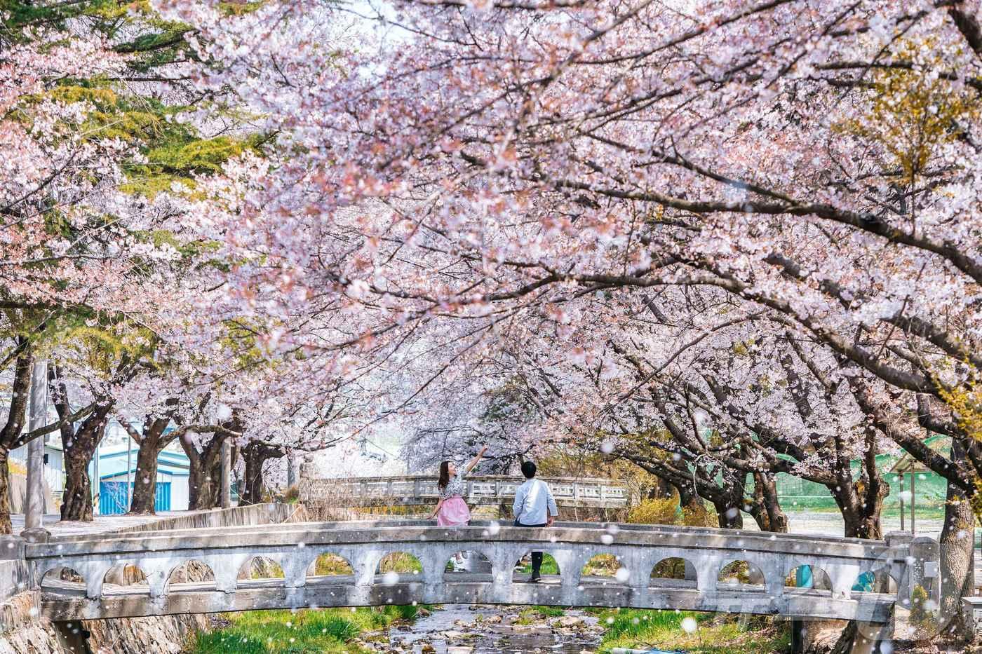 벚꽃이 만개한 거창 덕천서원(한국관광공사 제공)