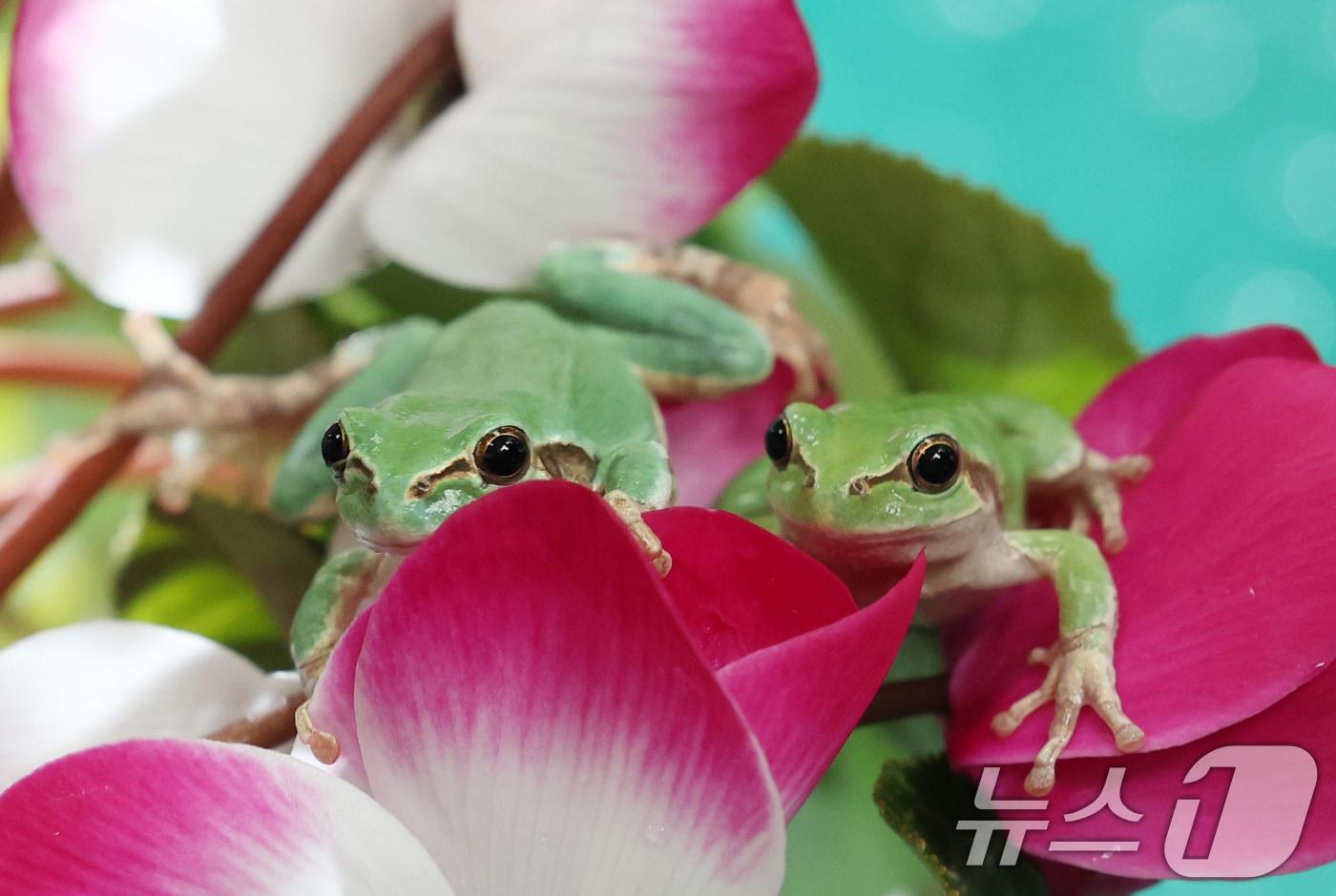 절기상 경칩(驚蟄)을 하루 앞둔 4일 오후 경기 화성시 경기도농업기술원 곤충자원센터에서 연구용 청개구리가 활동하고 있다. 2025.3.4/뉴스1 ⓒ News1 김영운 기자