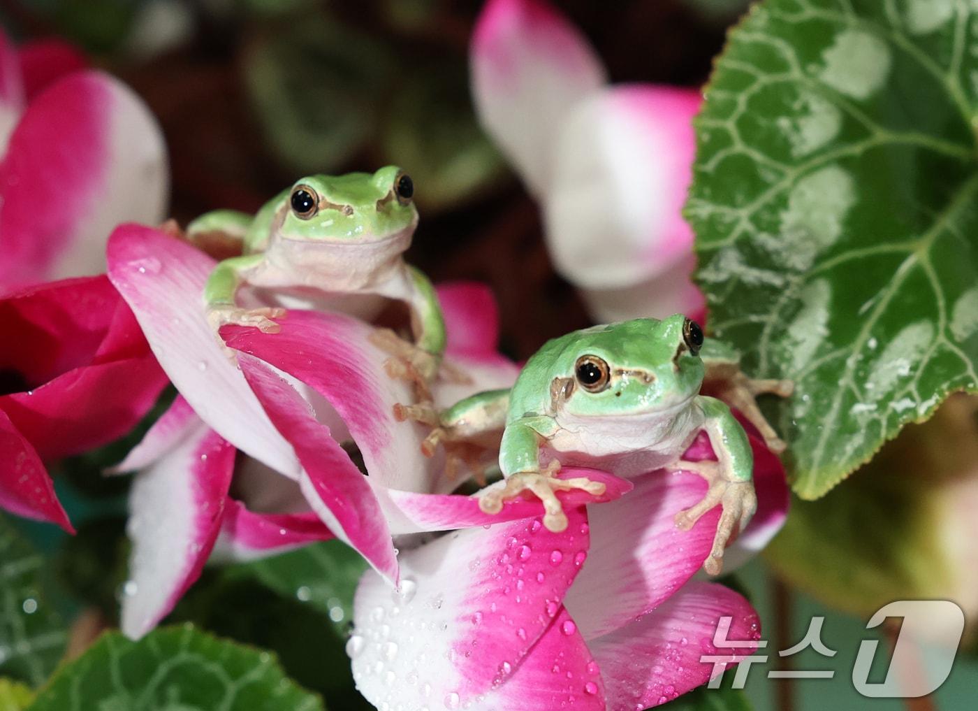 본문 이미지 - 절기상 경칩(驚蟄)을 하루 앞둔 4일 오후 경기 화성시 경기도농업기술원 곤충자원센터에서 연구용 청개구리가 활동하고 있다. 2025.3.4/뉴스1 ⓒ News1 김영운 기자
