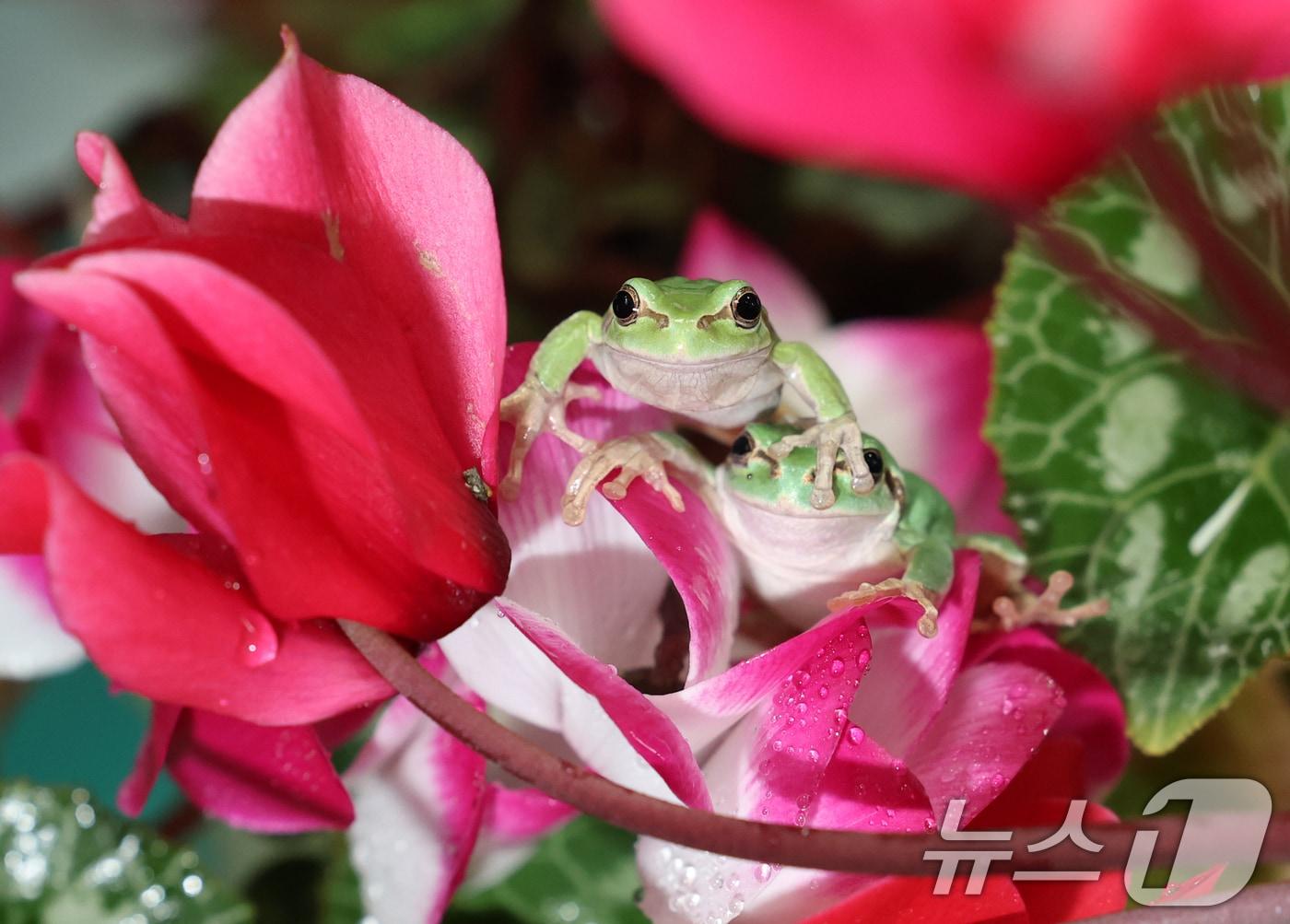 본문 이미지 - 절기상 경칩(驚蟄)을 하루 앞둔 4일 오후 경기 화성시 경기도농업기술원 곤충자원센터에서 연구용 청개구리가 활동하고 있다. 2025.3.4/뉴스1 ⓒ News1 김영운 기자