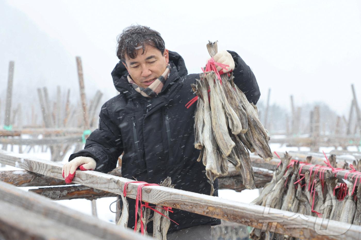 김진태 강원도지사가 4일 인제 용대리 황태덕장을 찾아 덕에 널린 황태를 수확하며 '도민 속으로' 세번째 행보를 이어갔다.(강원도 제공) 2025.3.4/뉴스1