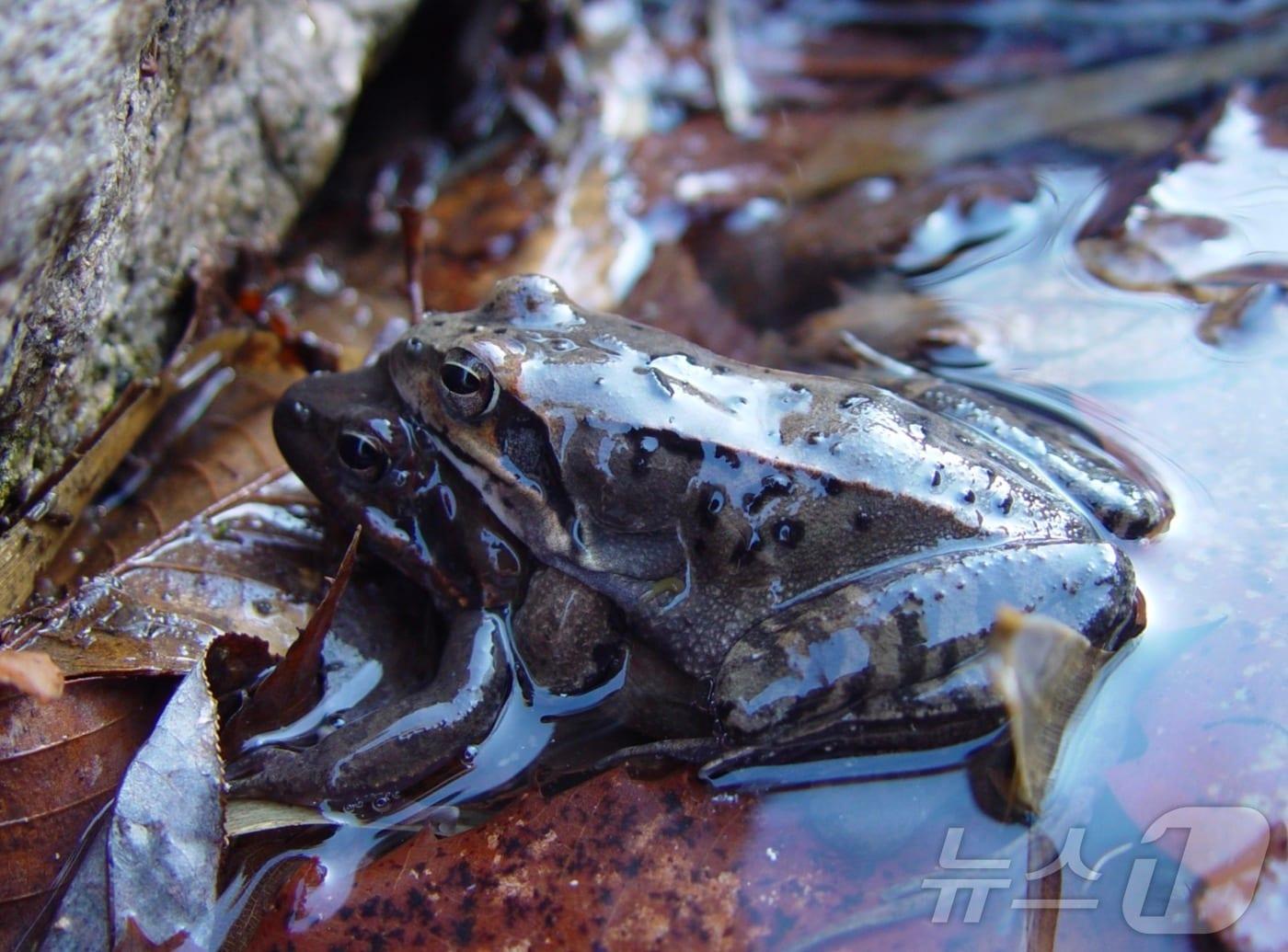 본문 이미지 - 큰산개구리(환경부 제공) ⓒ 뉴스1
