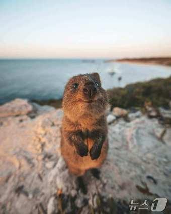 본문 이미지 - 로트네스트 아일랜드에서 만날 수 있는 쿼카&#40;호주관광청 제공&#41;