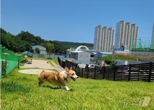 본문 이미지 - 부산 해운대구에서 운영 중인 반려견 놀이터(해운대구청 제공. 재판매 및 DB 금지)