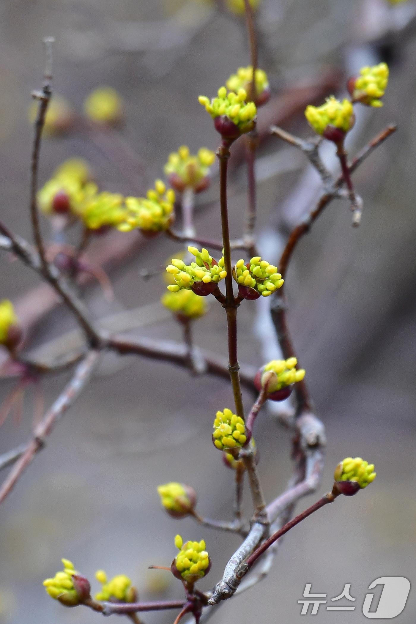본문 이미지 - 5일 오전 경북 포항시 남구 대잠동 철길숲 인근 도로에 산수유가 살포시 꽃망울을 터트렸다. 2025.3.5/뉴스1 ⓒ News1 최창호 기자