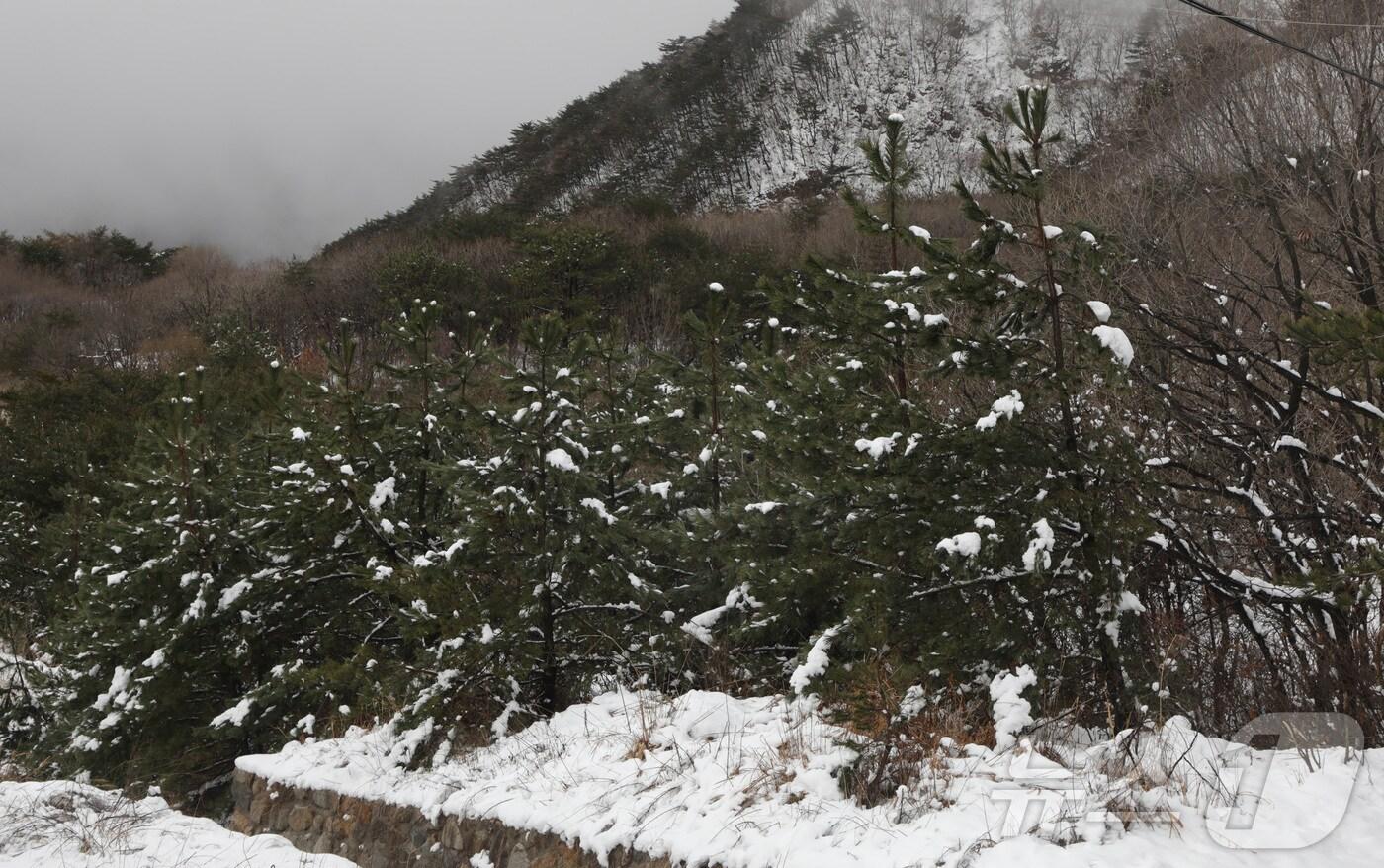 고지대 산간지역인 울산 북구 마우나에 내린 눈이 쌓여있다. 기사 본문과 관련 없음. ⓒ News1