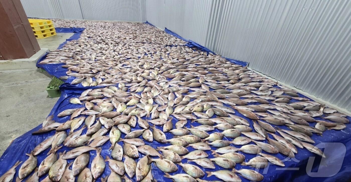 전남 여수 가두리 양식장에서 집단 폐사한 물고기들이 냉동 창고로 옮겨져 있다.(독자 제공. 재판매 및 DB 금지)2025.3.5/뉴스1