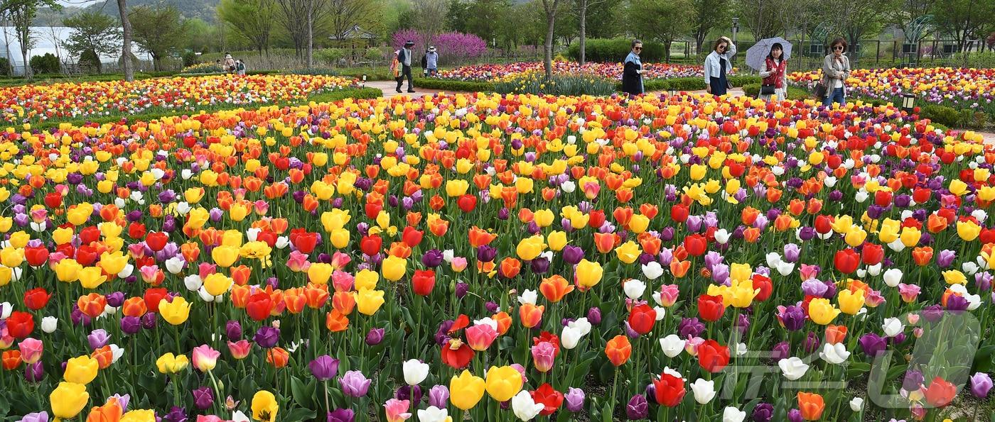 거창군 남상면 거창창포원에 활짝 핀 튤립이 봄 정취를 더하고 있다. (거창군 제공. 재판매 및 DB금지) 2024.4.16/뉴스1