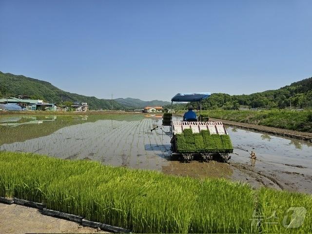 본문 이미지 - 보은군 영농약자 농작업 대행 장면 (영동군 제공. 재판매 및 DB금지) /뉴스1