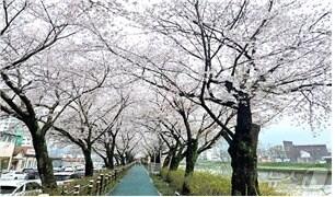 본문 이미지 - 순창 경천로 벚꽃길.(전북자치도 제공. 재판매 및 DB 금지)/뉴스1