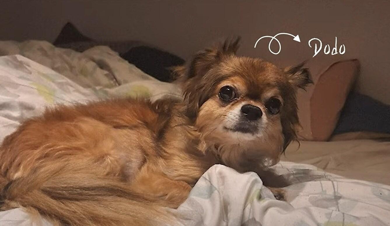 본문 이미지 - 스위스에서 한국 고려동물메디컬센터까지 찾아와 수술 후 회복한 치와와 '도도' (고려동물메디컬센터 제공) ⓒ 뉴스1