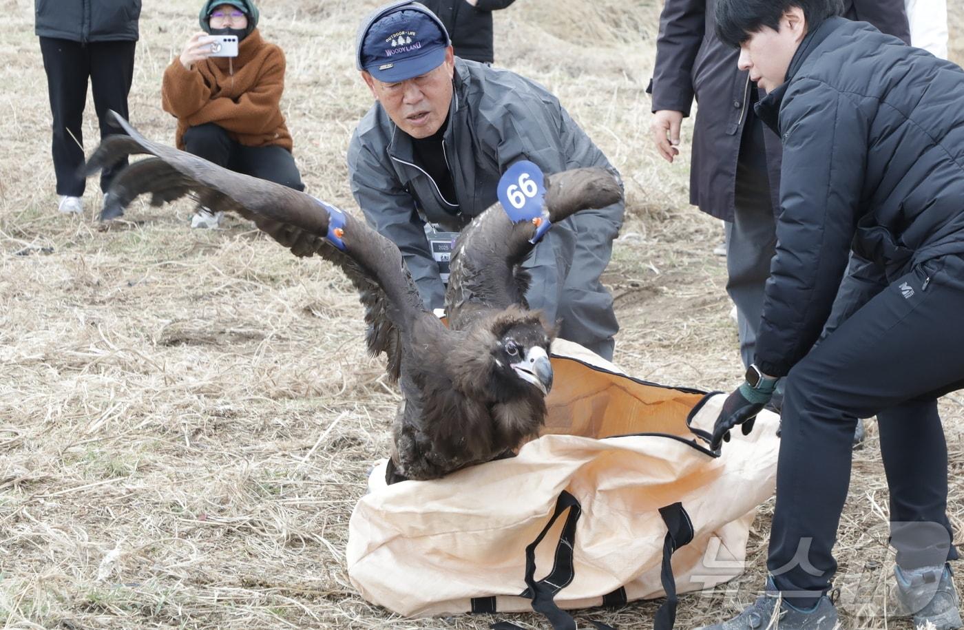 6일 오전 11시 울산 태화강 삼호섬 하중도에서 독수리 방사 행사가 개최됐다. 사진은 방사 직전 날갯짓하는 99번 독수리 모습.2025.3.6/뉴스1 ⓒ News1 김세은 기자