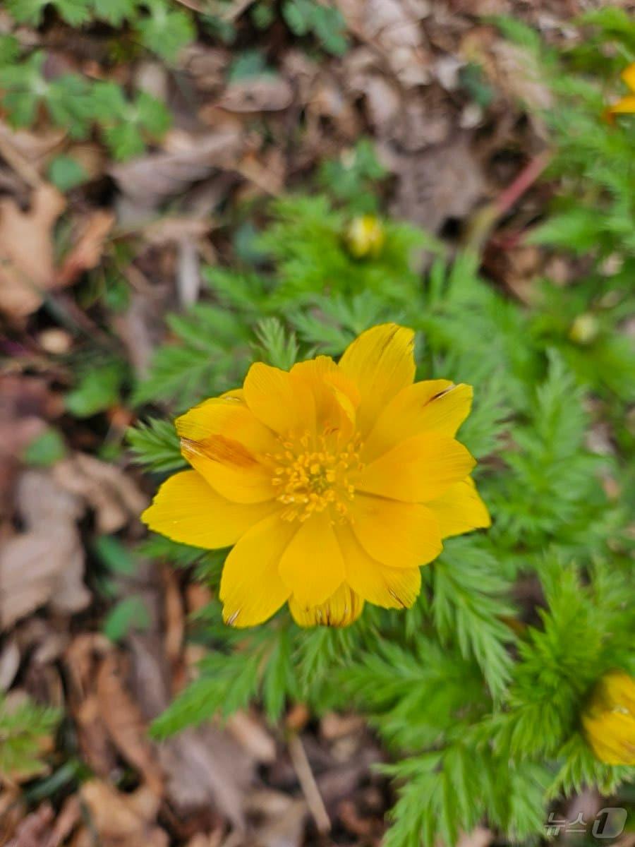 본문 이미지 - 제주시 노루생태관찰원에 복수초가 개화했다.(제주시 제공, 재판매 및 DB 금지)/뉴스1 