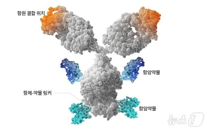 본문 이미지 - 항체약물접합체&#40;ADC&#41; 구조.&#40;셀트리온 제공&#41;/뉴스1