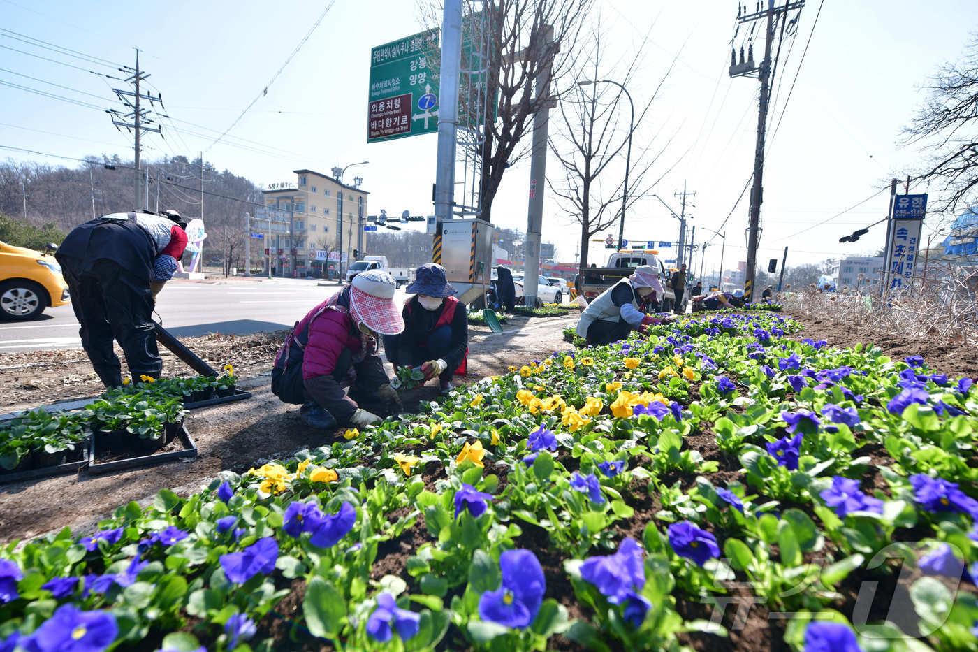6일 강원 속초시 일대에서 봄맞이 봄꽃 식재가 한창이다. 속초시는 직영 꽃묘장에서 생산한 팬지 등 봄꽃 38만본을 4월 중순까지 설악해맞이공원과 청초호 등 시 전역에 심을 계획이다.(속초시 제공, 재판매 및 DB 금지) 2025.3.6/뉴스1 ⓒ News1 윤왕근 기자