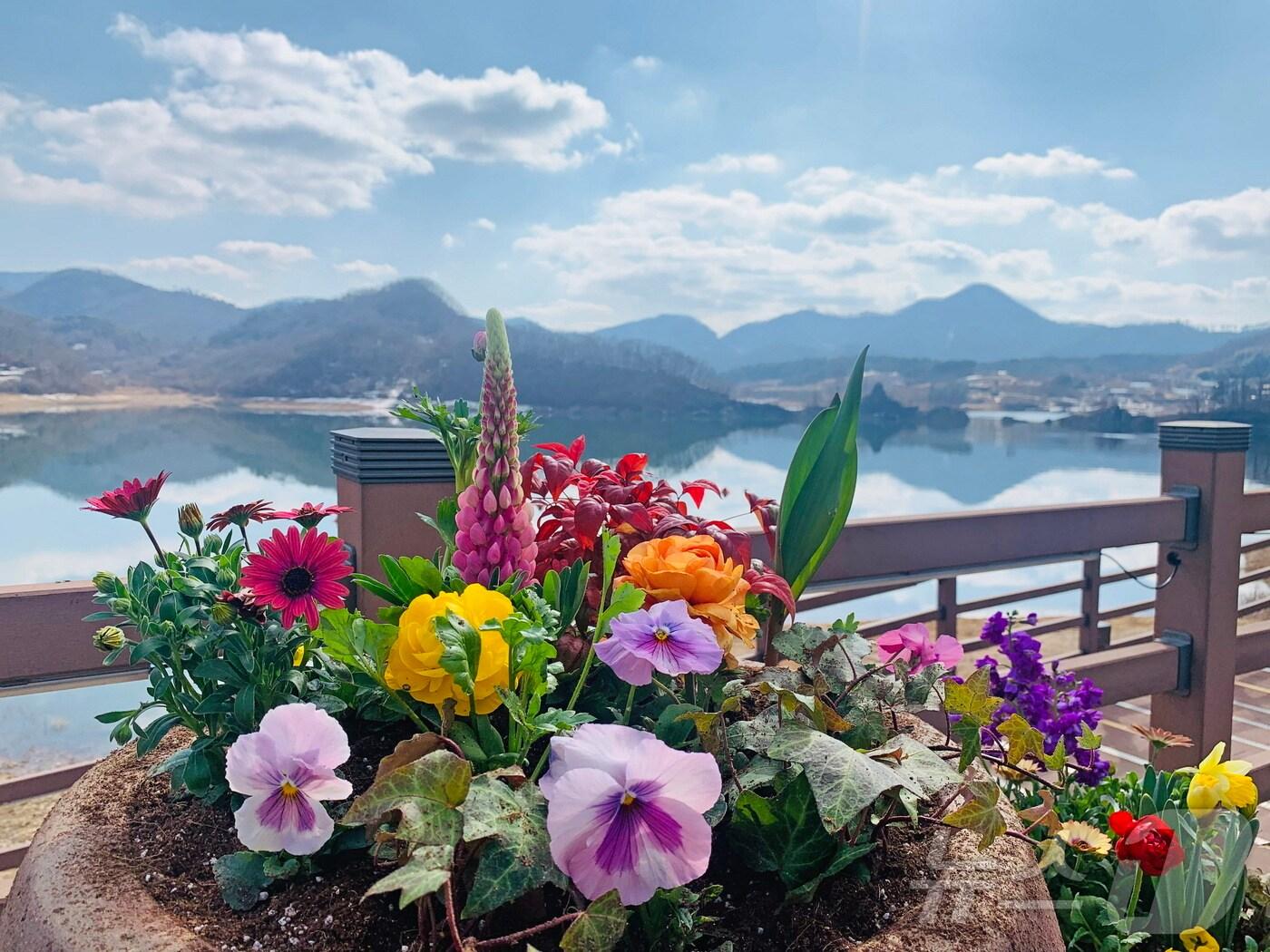 본문 이미지 - 재개장한 전북자치도 임실군 옥정호 출렁다리와 붕어섬 생태공원에 관광객 북적이며, 오는 4월 열릴 옥정호 벚꽃축제에 대한 기대감이 커지고 있다.(임실군제공. 재판매 및 DB금지)2025.3.7/뉴스1