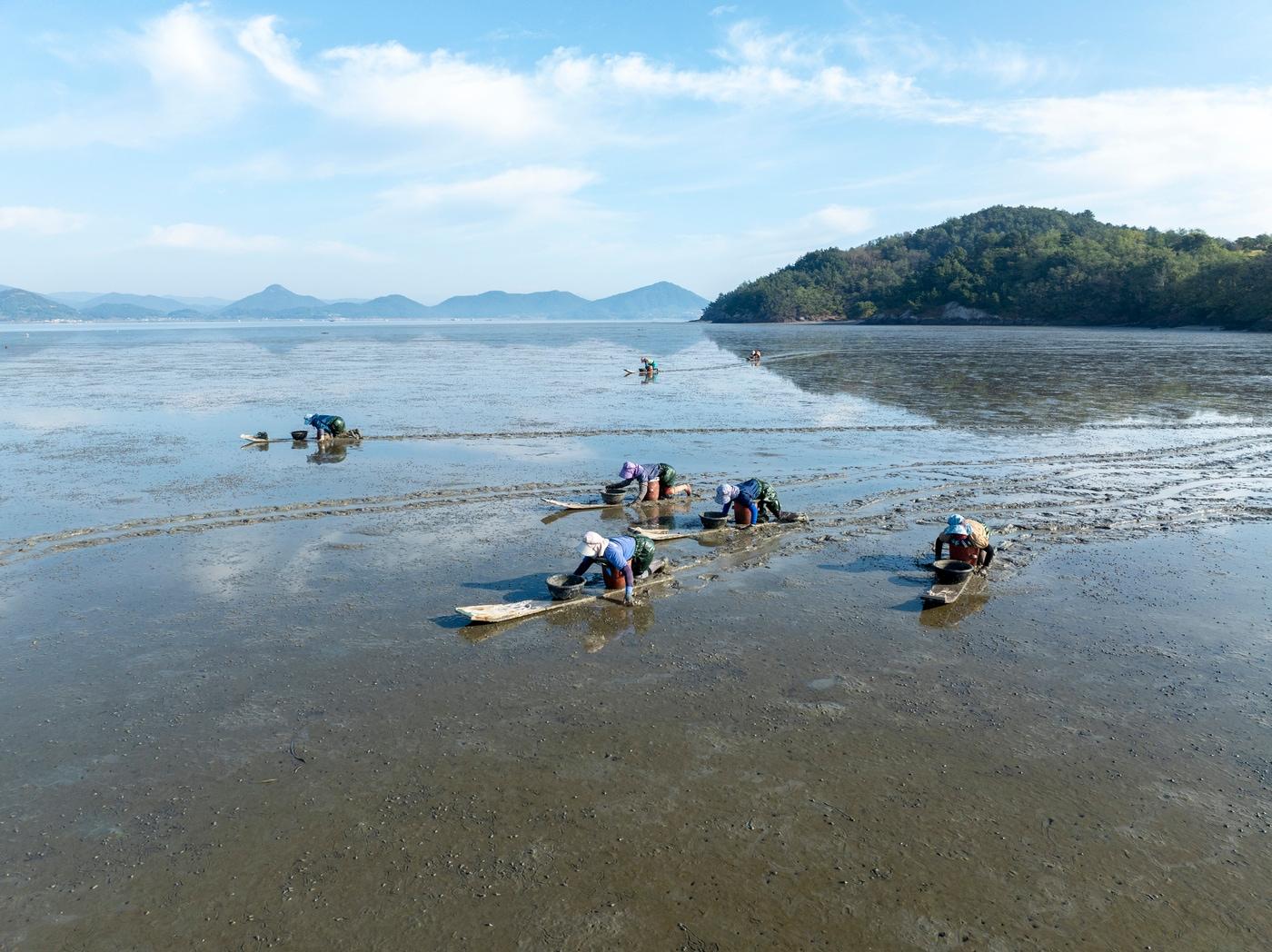 본문 이미지 - 고흥갯벌(한국의갯벌세계유산등재추진단 제공)