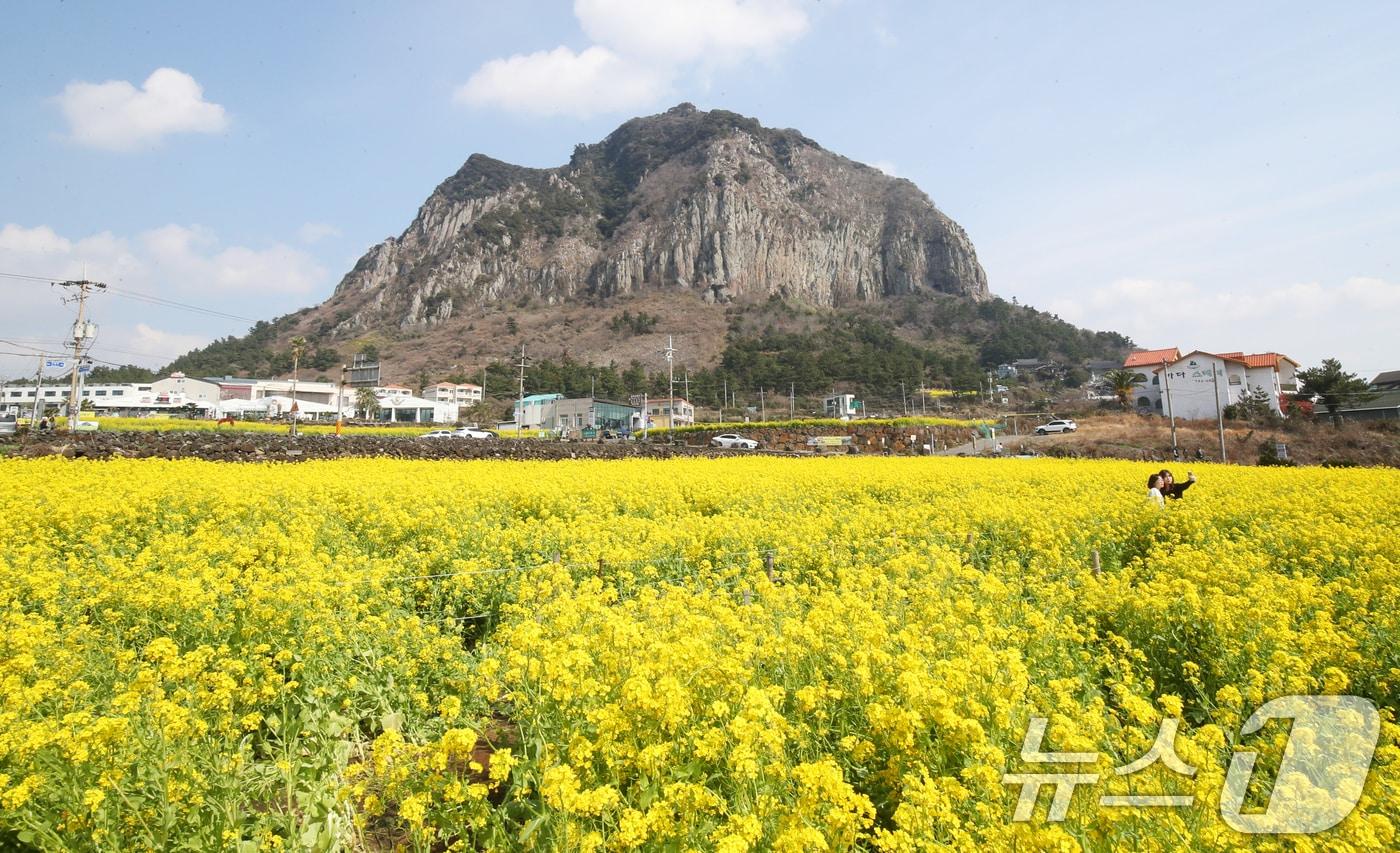 7일 오전 서귀포시 안덕면 산방산 인근 유채꽃밭에서 관광객들이 이른 봄 정취를 즐기고 있다. 2025.3.7/뉴스1 ⓒ News1 오현지 기자