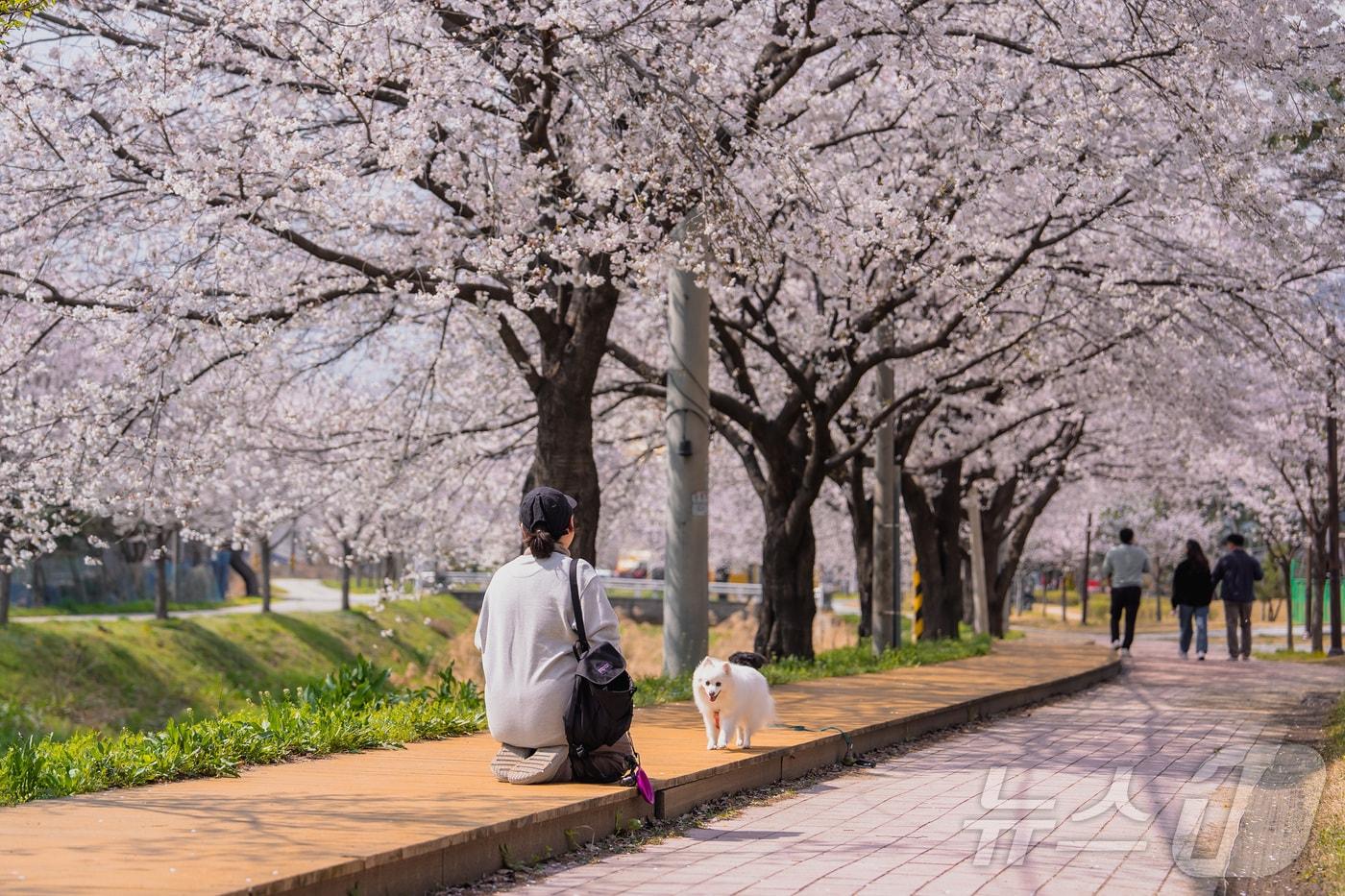 증평 연천천변 왕벚나무 가로수길/뉴스1