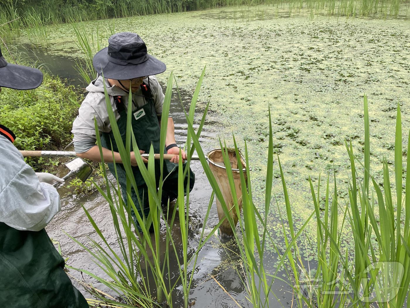 본문 이미지 - 핸드네트(hand net)를 이용한 채집(이화여대 정종우 교수 연구팀)ⓒNews1