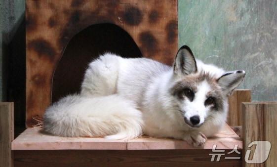 본문 이미지 - 전북 전주시동물원에 새 보금자리를 갖게 된 '마블폭스'. 2025.3.9/뉴스1 신준수 기자