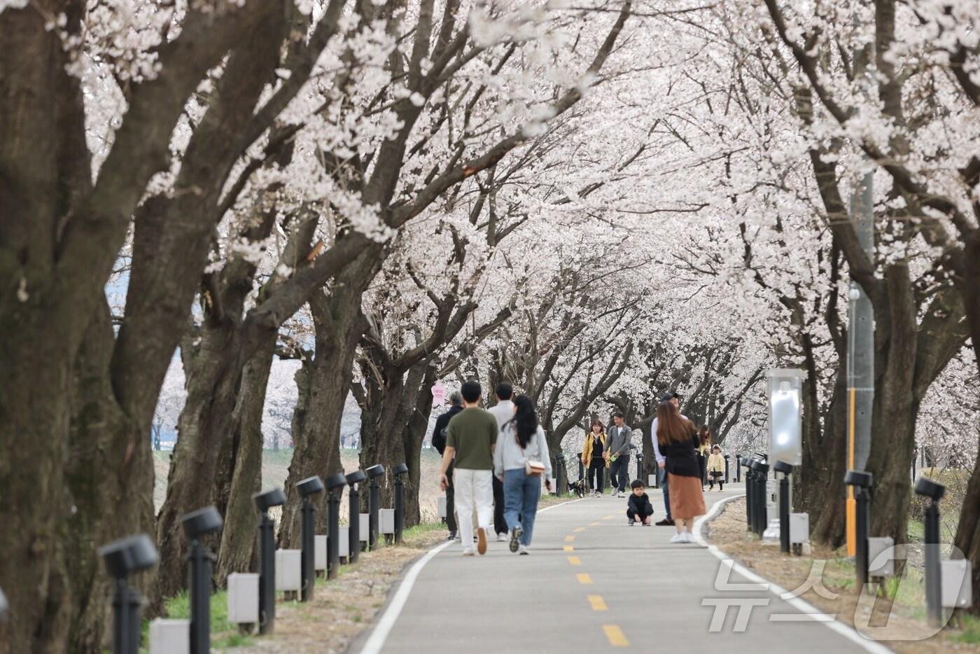 지난해 보은 벚꽃길 축제 (보은군 제공. 재판매 및 DB금지) /뉴스1 