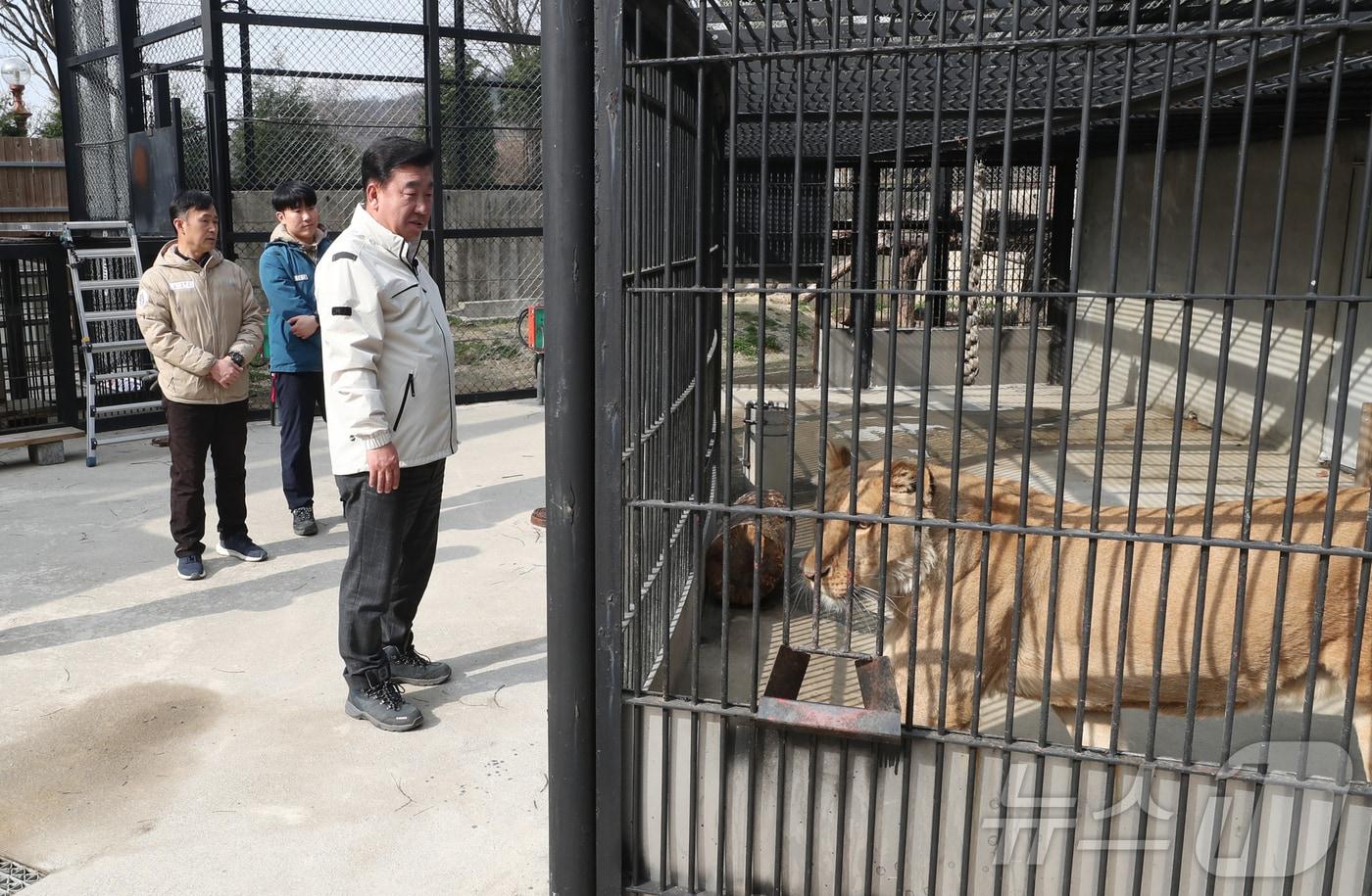 이범석 청주시장이 중성화 수술을 앞둔 사자의 건강 상태를 살피고 있다. (시 제공. 재판매 및 DB금지)