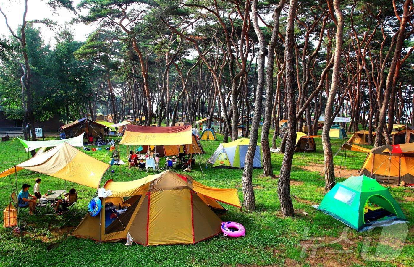 영동군 송호관광지 캠핑장 &#40;영동군 제공. 재판매 및 DB금지&#41; /뉴스1 