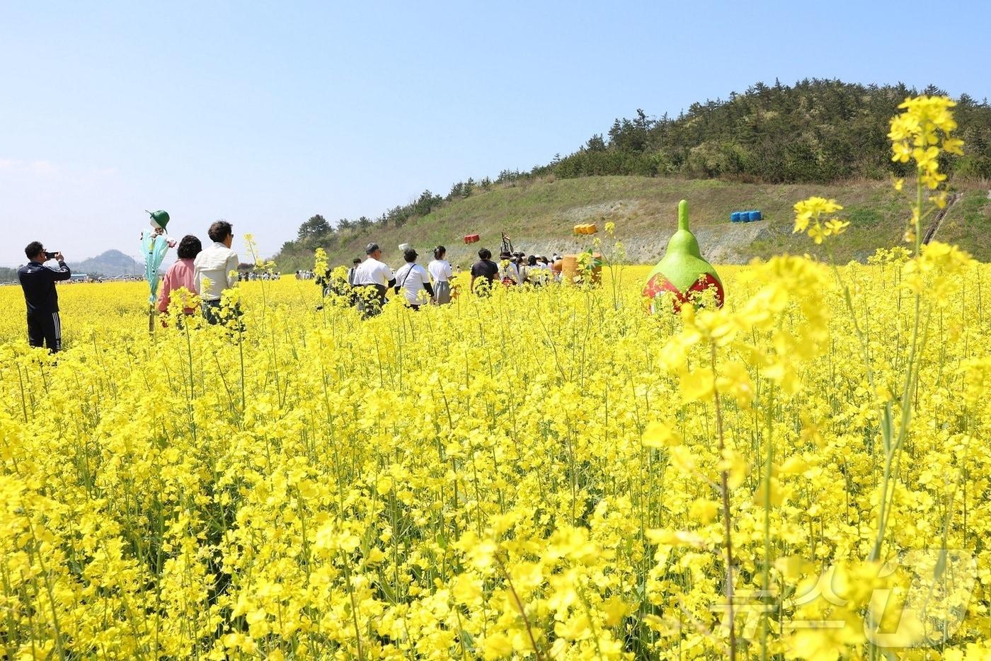 진도 유채꽃 축제 모습.(전남도 제공. 재판매 및 DB금지) 2025.4.1/뉴스1
