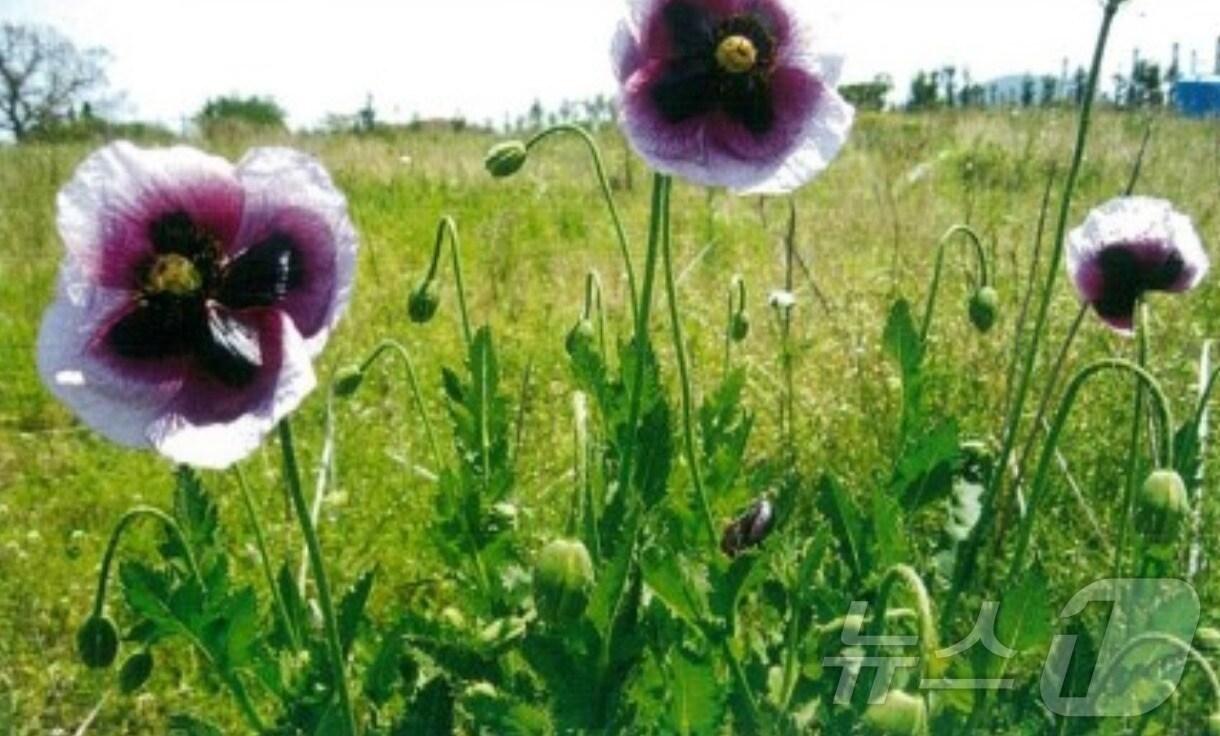 본문 이미지 - 천연마약으로 분류돼 단속 대상인 양귀비 '파파베르 세티게룸 디시종'.(제주해양경찰청 제공. 재판매 및 DB 금지)