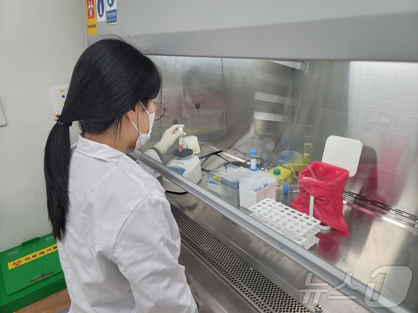 본문 이미지 - 충남보건환경연구원이 고위험병원체 선제검사를 하고 있다. (충남보건환경연 제공. 재판매 및 DB금지) /뉴스1